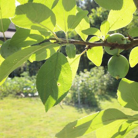 Les Jardins De Lily Hotel Saint-Leonard-de-Noblat Ngoại thất bức ảnh